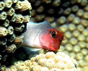 Red Lipped Blenny on Bonaire. Nikon N70 w/105 macro by Tom Huff 